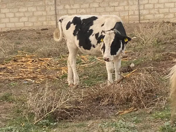 Cow, Russian Black pied cattle — Moldova