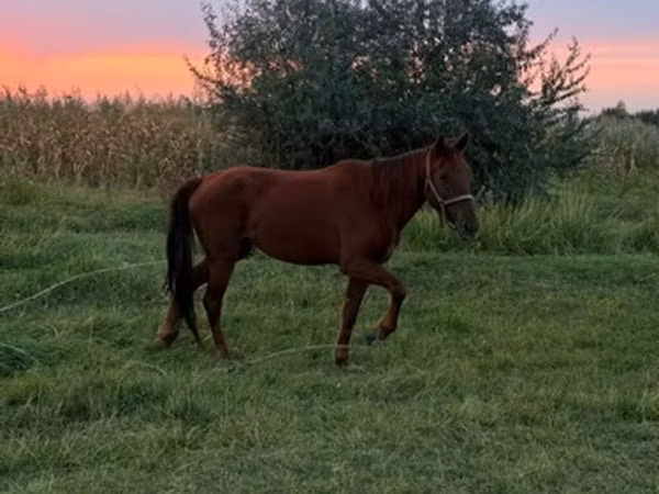 Mare, Horse breed — Kyrgyzstan