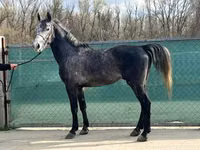 Ngựa (lô, chưa xác định giới tính), Lipizzaner — ảnh 6