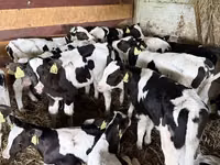 گاو نر, Russian Black pied cattle — عکس 2