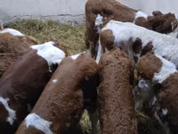 Bull, Simmental cattle — photo 2