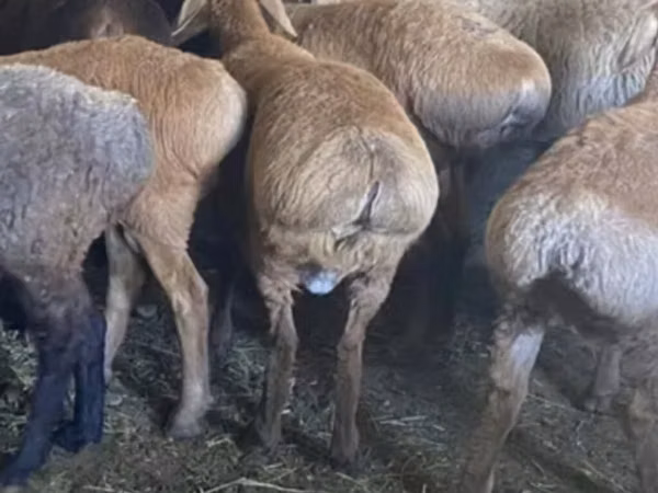 Ram, Sheep — Kyrgyzstan