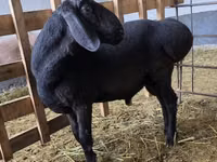 Kambing jantan, Arashan sheep — foto 2