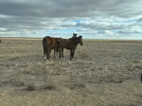 Бие, Kazakh horse — 1-сурет