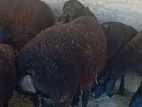 Ram, Hissar sheep — photo 4