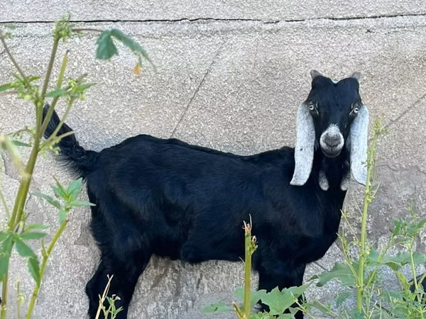 Billy Goat, Nubian Goat