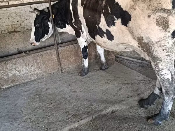 Cow, Russian Black pied cattle — Kyrgyzstan