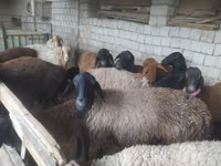 ஆண் ஆடு, Blackheaded Persian sheep — புகைப்படம் 6