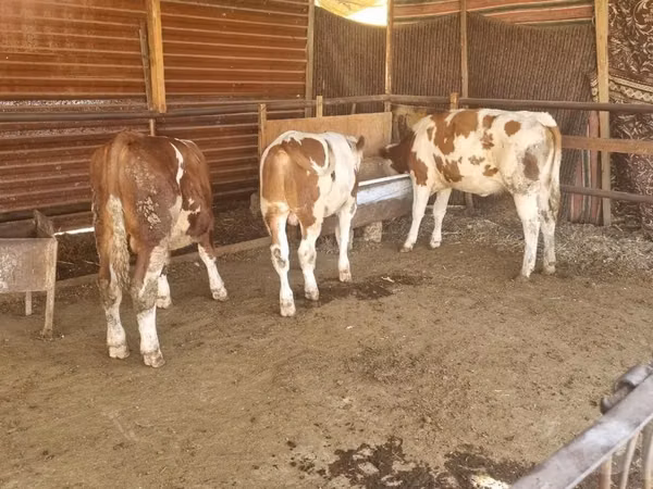 公牛, Simmental cattle