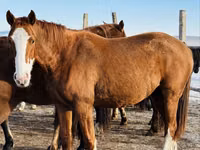 Mare, Thoroughbred horse — photo 2