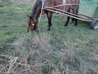 Mare, Horses — photo 2