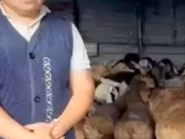 Ram, Sheep — Kazakhstan