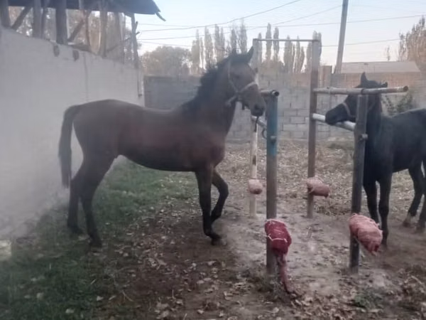 Aygır, Karabair horse