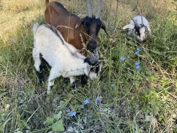 Echki, Czech Brown Shorthaired goats