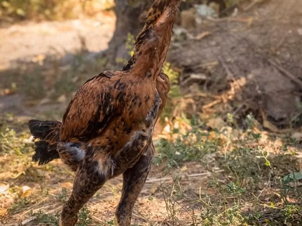 Australian Pit Game fowl — Kyrgyzstan