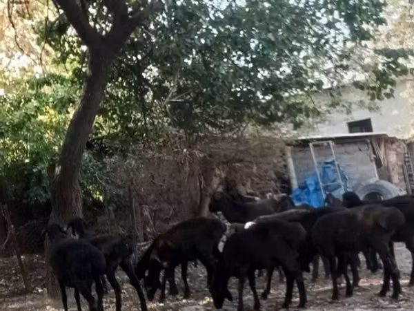 Sheep (batch, sex not specified), Hissar sheep