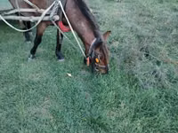 Mare, Horses — photo 1