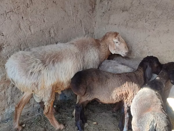 Sheep, Arashan sheep — Kyrgyzstan