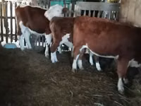 Sapi, Cattle — foto 6