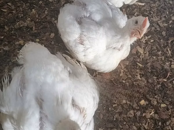 Chickens — ঘানা