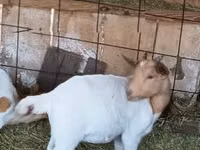 Billy Goat, Boer goat — photo 2
