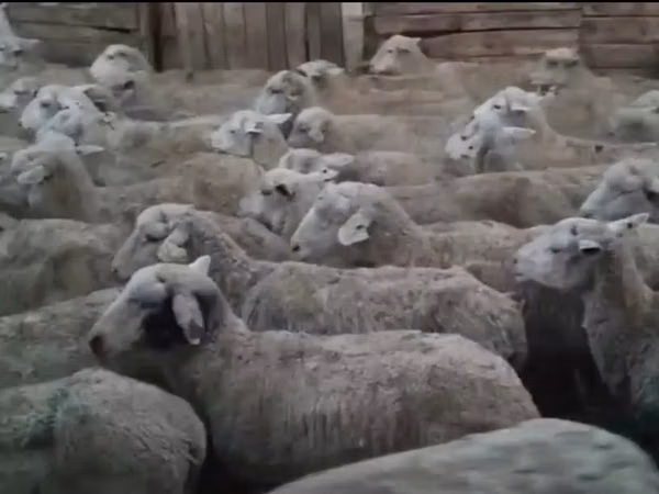 میش, Karakachan sheep — قزاقستان