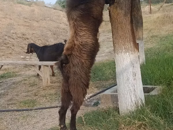 Taka, Nubian Goat
