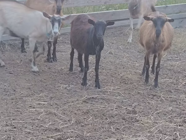 Billy Goat, Goats — Moldova