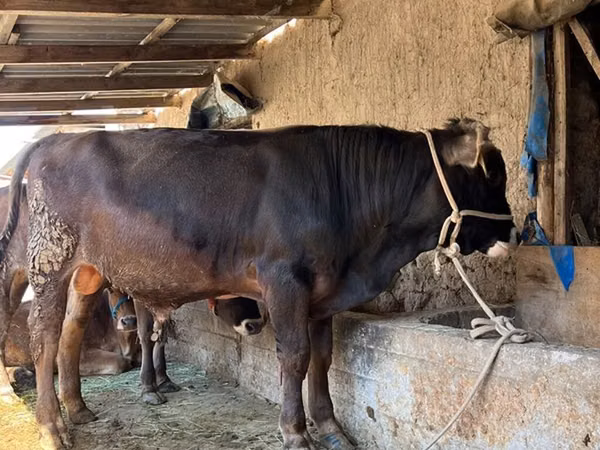 Bull, Cattle — Kyrgyzstan