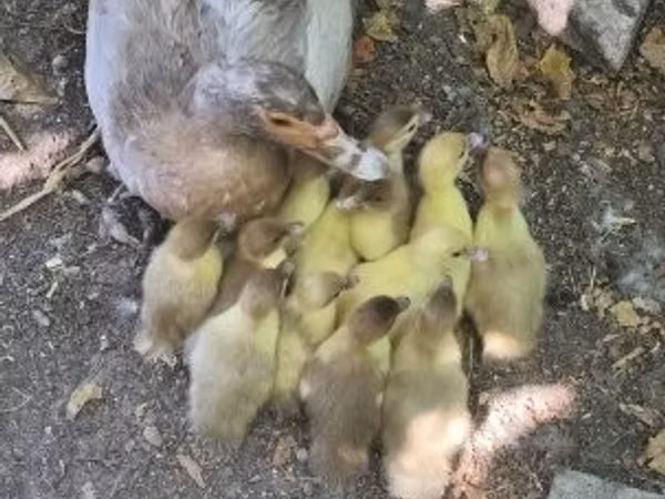 Ducks — Hungary