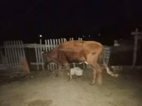 گاو ماده, Latvian Blue cattle — عکس 8