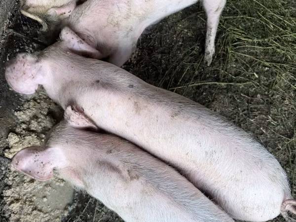 Boar, Pigs — Moldova