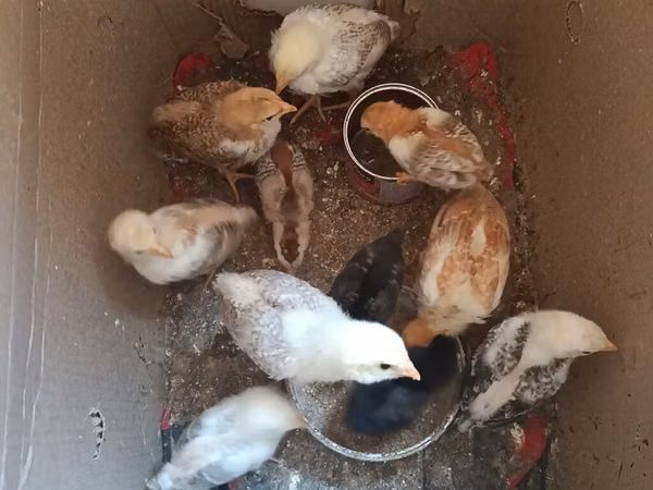 Chickens