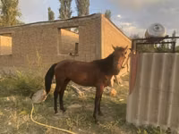Horse (M), Friesian sport horse — photo 2
