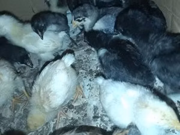 Chickens — Hangari