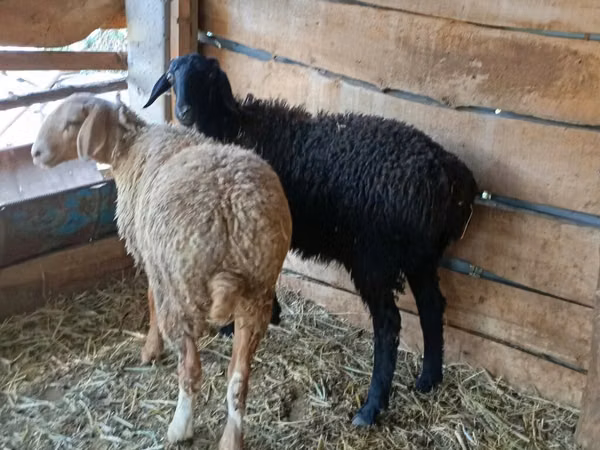 Ram, Sheep — Kyrgyzstan