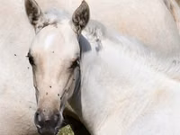 Kuda betina, Quarter Horse — foto 4