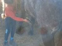 Kuda betina, Horses — foto 3