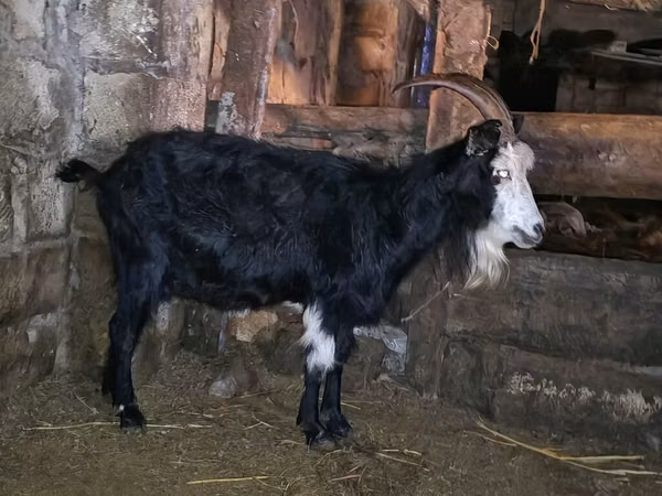 Goat, Kamori goats — Azerbaijan