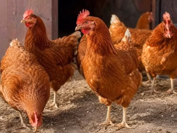Chickens — Hungary