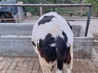 Toro, Bovini — foto 1