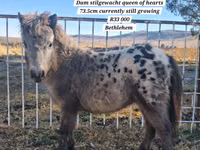 ঘোড়া, Miniature horse — ছবি 2