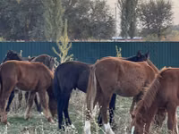 Cavallo, Cavalli — foto 8