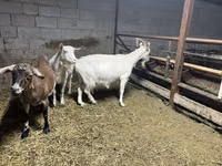 بز ماده, Kamori goats — عکس 5