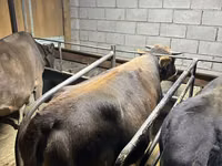 Cow, Cattle — photo 2