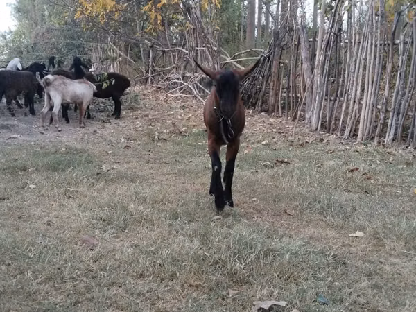 Goats (batch, sex not specified), Alpine goat