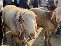 Ram, Arashan sheep — photo 2