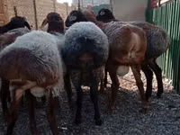 Ram, Sheep — photo 3