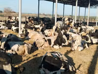 گاو نر, گاو — عکس 4