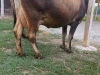Vaca, Ganado vacuno — foto 3